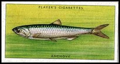 13 Anchovy